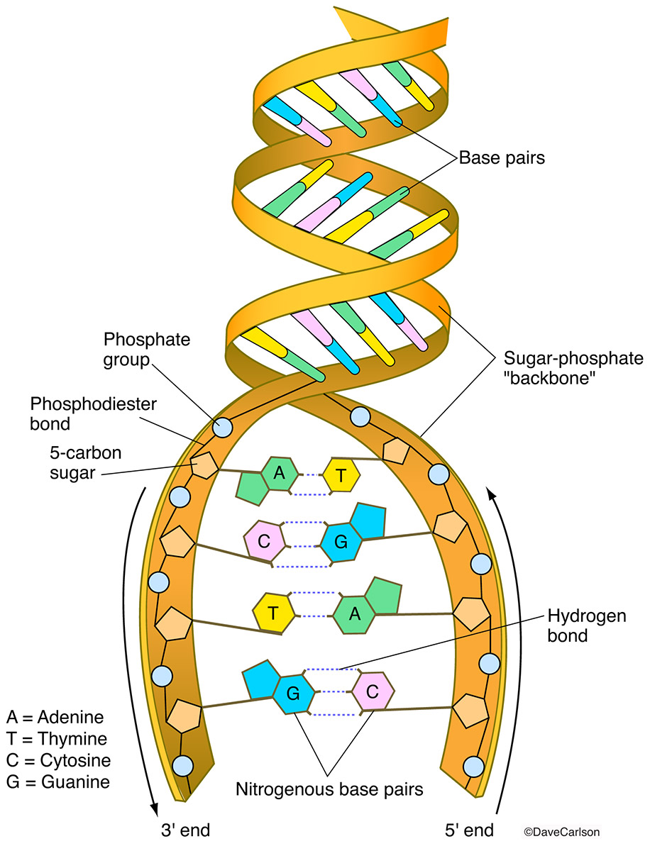 What is the building block of dna