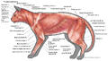 Cat - Superficial Muscles, Lateral View