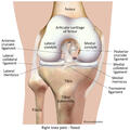 Right Human Knee Joint - Anterior Flexed