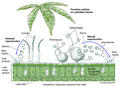 Powdery Mildew Structure & Life Cycle on Cannabis Leaves
