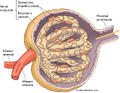 Renal Corpuscle Structure