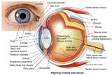 Eye Anatomy 2 Illustration
