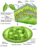 Leaf & Chloroplast Structure