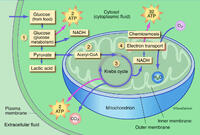 Aerobic Respiration