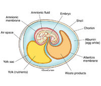 Amniote Egg