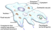 Amoeba Anatomy
