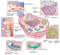 Animal Cell Organelles