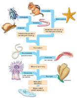 Animal Family Tree