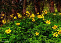 Arnica Sunflower - Rocky Mountain Wildflower