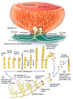 Ascomycete - Cup Fungus