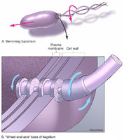 Bacteria Flagellum Structure