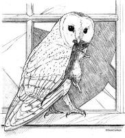 Barn Owl Illustration