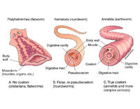 Body Cavities