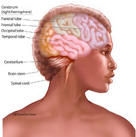 Human Brain (lateral view with colored cerebral lobes)