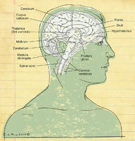 Human Brain Anatomy - Midsagittal