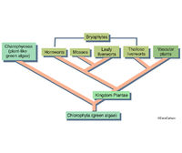 Bryophtye Phylogeny