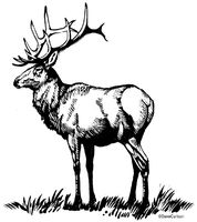 Bull Elk Illustration