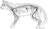 Cat Nervous System Overview (lateral view)