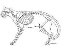 Cat Skeleton - line art