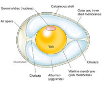 Chicken Egg