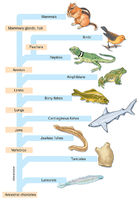 Chordate Family Tree