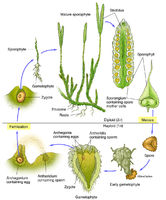 Clubmoss (Lycopodium) Structure & Life Cycle