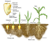 Monocot Germination - Corn Seedling