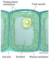 Cyanobacteria Cell Structure