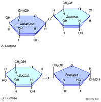 Disaccharide Molecules