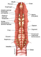 Earthworm - Dorsal View
