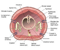 Earthworm Anatomy - Cross Section