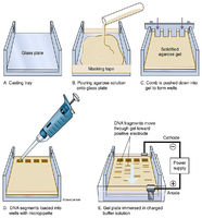 Electrophoresis Set-up