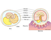 Embryo Membranes