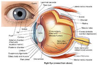 Eye Anatomy 2 Illustration