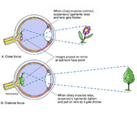 Eye Lens Focusing