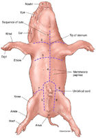 Fetal Pig Dissection - Incision Locations