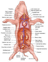 Fetal Pig - Cardiovascular System Overview