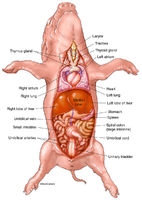 Fetal Pig - Major Organs