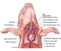 Fetal Pig - Heart & Cervical Veins
