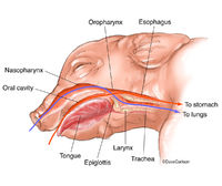 Fetal Pig Anatomy - Pharynx & Larynx