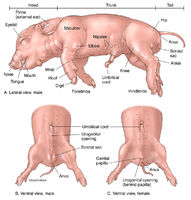 Fetal Pig - Surface Anatomy