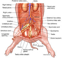 Fetal Pig - Male Urogenital System