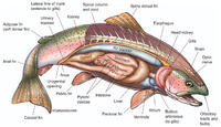 Bony Fish Anatomy - Rainbow Trout 2