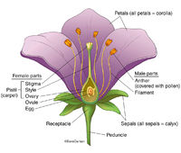 Generalized Flower Structure