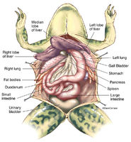 Frog Anatomy Overview 2
