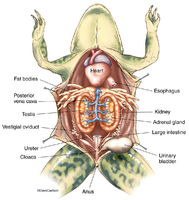 Frog - Male Urogenital Organs