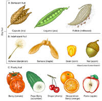 Fruit Types