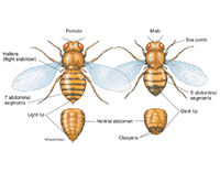 Fruit Fly - Genus Drosophila