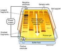 Gel Electrophoresis