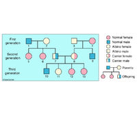 Genetics - Albinism